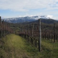IMG 3618 Šmarski vinogradi zadaj zasneženi Nanos