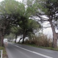 IMG_8230_Dobrava-drevored pinij ob cesti Izola - Strunjan.jpg