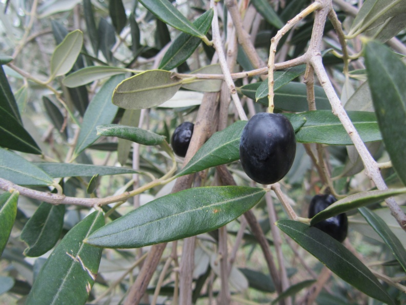 IMG_8239_Ronek-črne olive.jpg