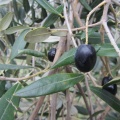IMG 8239 Ronek-črne olive