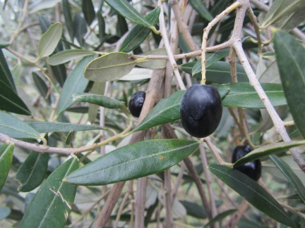IMG 8239 Ronek-črne olive