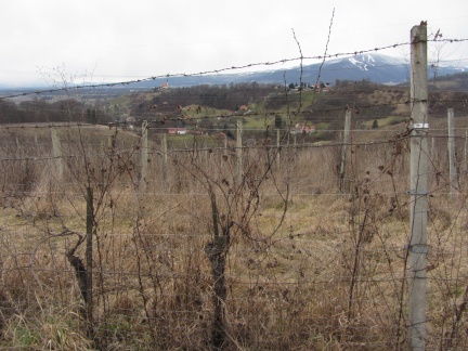 IMG 6264 Zapuščeni škofovi vinogradi nad Malečnikom