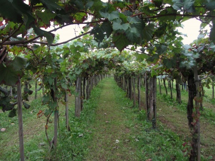 IMG 2000 Tomaj-Pipanov vinograd