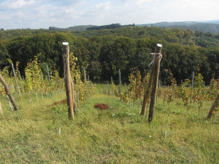 IMG 0552 Kranjčev vinograd v Lendavskih Goricah