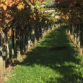 IMG 1071 Avberski vinogradi