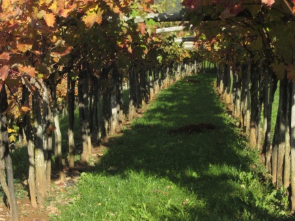IMG 1071 Avberski vinogradi