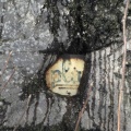 IMG 0782 V lipi zaraščena tabla za planinsko-rudarski dom na Kalu