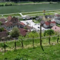 IMG 1760 Sevnica-vinograd na grajskem pobočju