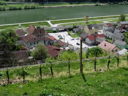 IMG 1760 Sevnica-vinograd na grajskem pobočju