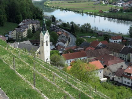 IMG 1766 Sevnica-vinograd na grajskem pobočju
