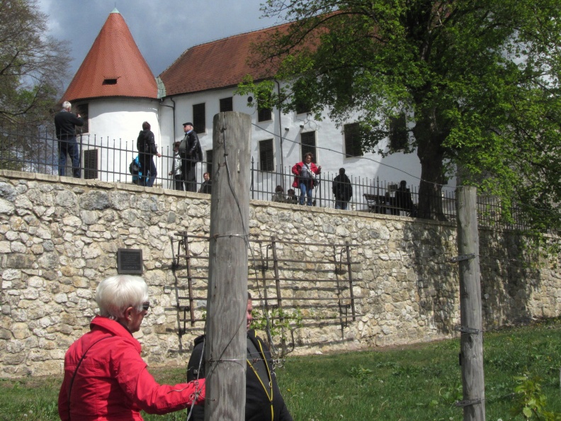 IMG_1769_Sevnica-vinograd na grajskem pobočju.jpg