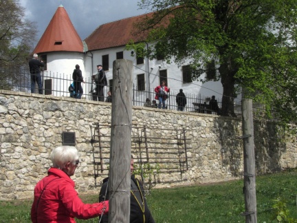 IMG 1769 Sevnica-vinograd na grajskem pobočju