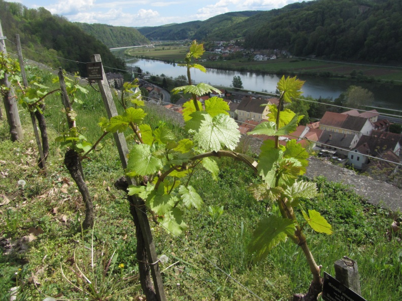 IMG_1771_Sevnica-vinograd na grajskem pobočju.JPG