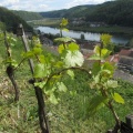 IMG 1771 Sevnica-vinograd na grajskem pobočju