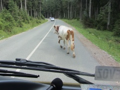 IMG 5539 Krava na pokljuški cesti