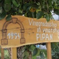 IMG 6301 Vinogradništvo in vinarstvo Pipan v Križu pri Sežani