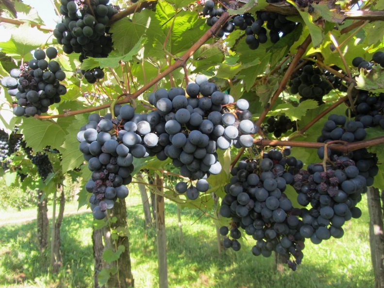 IMG_6304_Grozdje refošk v vinogradu pri Tomaju.jpg