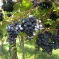 IMG 6304 Grozdje refošk v vinogradu pri Tomaju