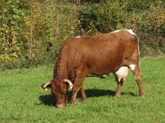 IMG 7188 Oševek-krava