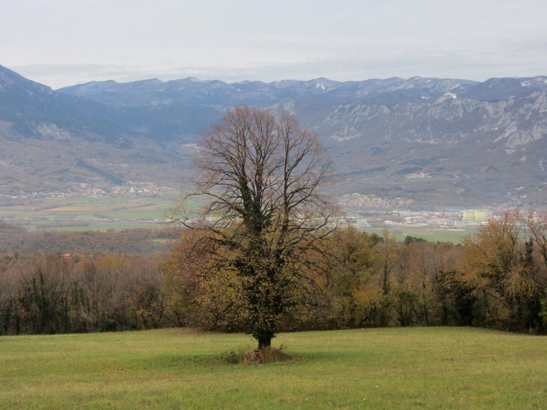 IMG_8285_Planinska ravan (lipa) z Ajdovščino in Trnovskim gozdom.jpg