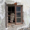 IMG_3688_Studeno-kravji pozdrav skozi okno dnevne sobe.JPG
