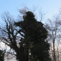 IMG 6437 Slančji Vrh-drevesni kip Franceta Prešerna