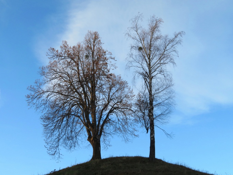 IMG_7384_Lipa in breza na hribčku nad gostiščem Zimrajh (Brezje pri Oplotnici).JPG