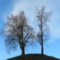 IMG 7384 Lipa in breza na hribčku nad gostiščem Zimrajh (Brezje pri Oplotnici)