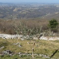 IMG 8971 Oljka na Sabotinu z Goriškimi brdi v ozadju