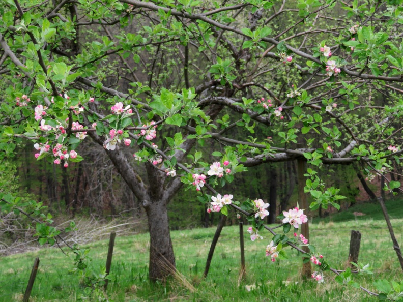 IMG_9422_Cvetoča jablana v Rošpohu.JPG