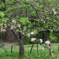 IMG 9422 Cvetoča jablana v Rošpohu