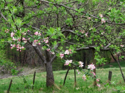 IMG 9422 Cvetoča jablana v Rošpohu