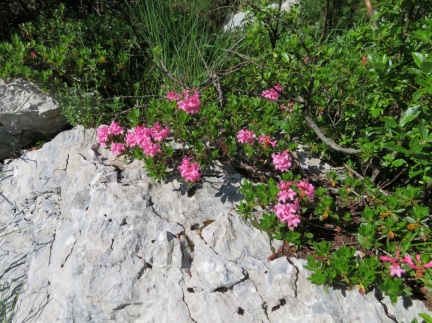 IMG 1571 Rododendron ob poti na Luknjo