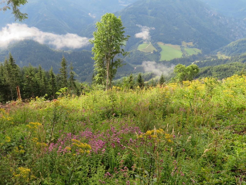 IMG 1736 Cvetoča jasa pod Obirsko planino s pogledom na Obirsko