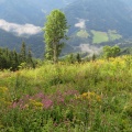 IMG 1736 Cvetoča jasa pod Obirsko planino s pogledom na Obirsko