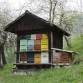 IMG 3777 Vrba-Blažičev čebelnjak
