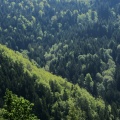 IMG 4939 Legen-Pohorski gozdovi