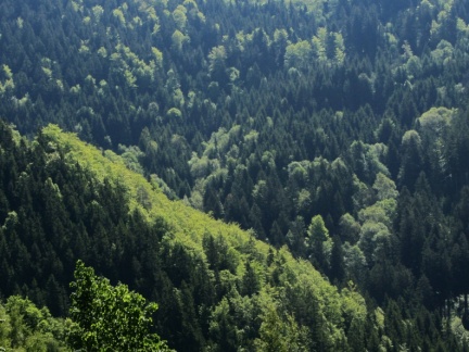 IMG 4939 Legen-Pohorski gozdovi