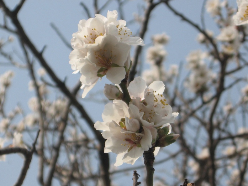 IMG_4152_Krog-češnjev cvet.jpg