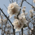 IMG 4152 Krog-češnjev cvet