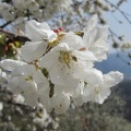 IMG 3471 Ravne-češnjev cvet