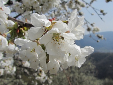 IMG 3471 Ravne-češnjev cvet