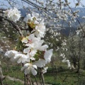 IMG 3472 Ravne-češnjev cvet