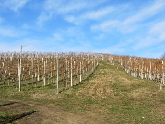 IMG 2679 Zamušani-Šprajcovi vinogradi