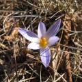 IMG 8890 Kraški pomladni cvet
