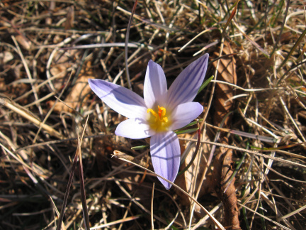 IMG 8890 Kraški pomladni cvet