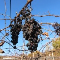 IMG 1657 Filipčje Brdo-suho grozdje