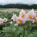 IMG 0755 Cvetoči krompir