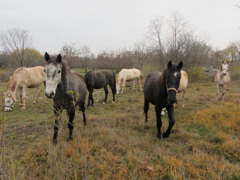 IMG_2073_Državna meja Frletiči (Ferletti) - Nova vas-italijanski konji s slovenske strani.jpg