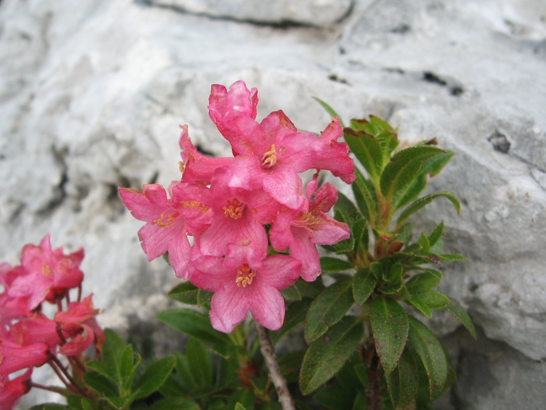 IMG_2013_Rododendron.jpg